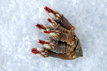 Percebes or goose neck barnacle seafood bunch on the ice