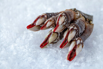 Goose neck barnacle or leaf barnacle seafood bunch on the ice