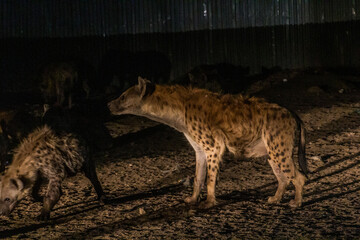 Obraz na płótnie Canvas Hyenas in the streets of Harar, Ethiopia. They gather every evening on a specific spot to be fed.