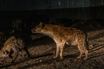 Fotobehang Hyenas in the streets of Harar, Ethiopia. They gather every evening on a specific spot to be fed. © Matyas Rehak