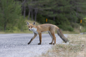 Naklejka na ściany i meble Confident fox in the middle of the road