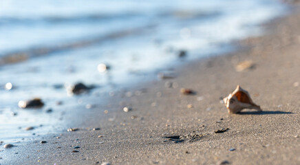 Fototapeta na wymiar beautiful shell on a sandy beach, against the backdrop of a sea wave