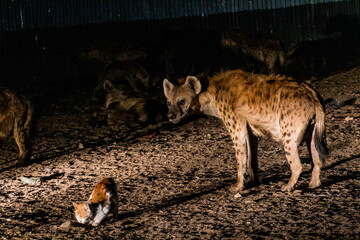 Hyenas and cats in the streets of Harar, Ethiopia. They gather every evening on a specific spot to be fed.