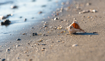 beautiful shell on a sandy beach, against the backdrop of a sea wave