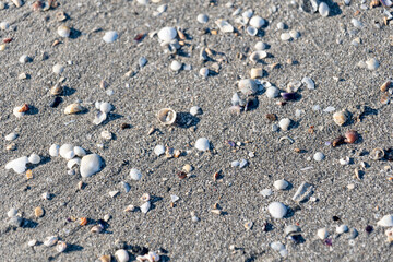 shells on sand
