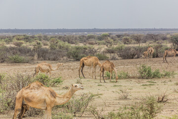 Camels in the eastern Ethiopia near Jijiga