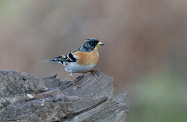Fototapeta premium Brambling, Fringilla montifringilla