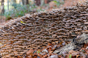 Close up of turkey tail (trametes versicolor) growing on a fallen tree in a forest