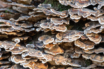Close up of turkey tail (trametes versicolor) growing on a fallen tree in a forest