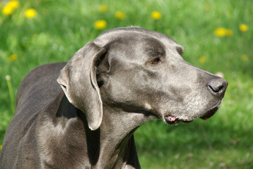 Weimaraner dog in green grassy field looking away