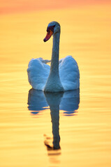 Swan on the lake at sunset.