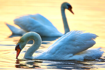 Two swans on the lake at sunset.