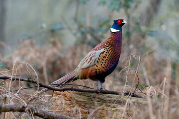Common pheasant, Phasianus colchicus