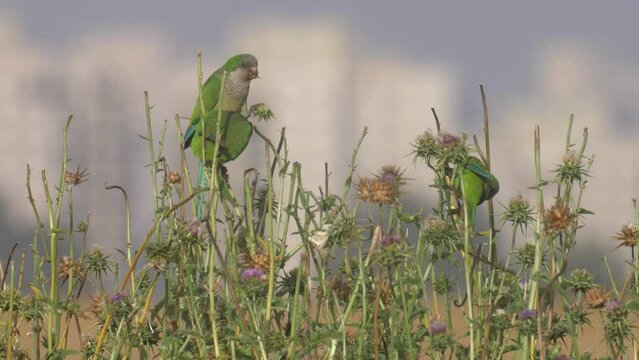 Monk parakeets feeding on Thistles, Petch Tikva, Israel
Footage from israel, 2022
