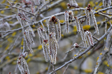 In spring, aspen blooms in nature (Populus tremula, Populus pseudotremula)