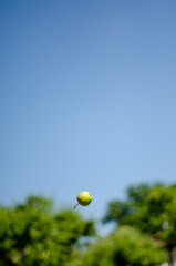 green apple falling from the sky