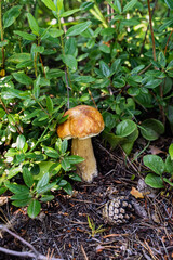 Close-up mushroom, Boletus edulis and fir cone close-up in forest