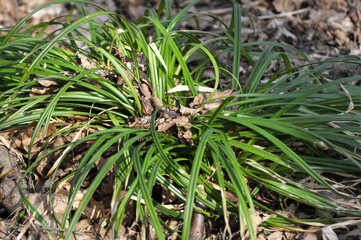 Hairy sedge (Carex pilosa) grows in the forest