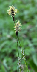 Hairy sedge (Carex pilosa) grows in the forest