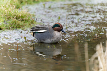 Teal, Anas crecca
