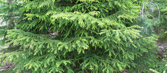 spruce  tree, Picea, evergreen trees, Pinaceae, fir buds of a plant in spring a large-format photo of several trees