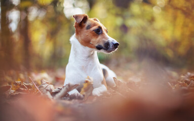 Small Jack Russell terrier dog resting on autumn leaves, looking to side, shallow depth of field photo with bokeh blurred trees in background