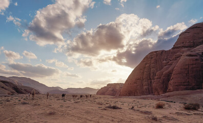 Group of camels walking in orange red sand of Wadi Rum desert, tall rocky mountains background