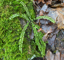 Asplenium trichomanes fern grows on the stone