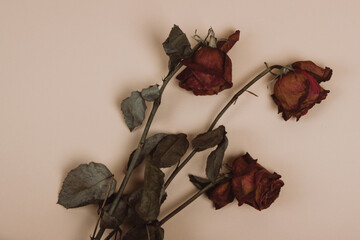 Withered dry roses lie on a beige background. Floral composition.