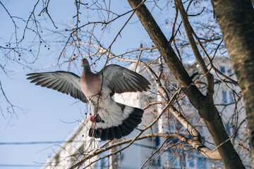 pigeon with spread wings sits on the branches of a tree and eats berries