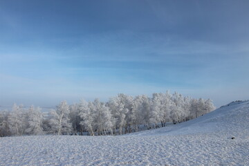 snow covered trees