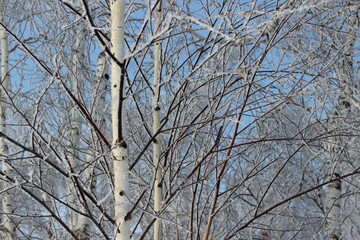snow covered branches