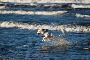 White dog bathes in the sea