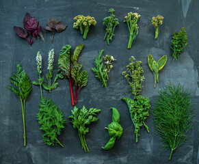 Natural culinary herb collection on dark background