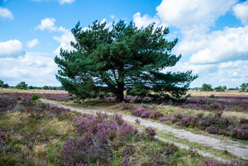 moorland