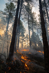 controlled wildfire in Prescott national forest