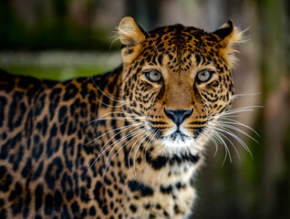 Portrait d& 39 un léopard