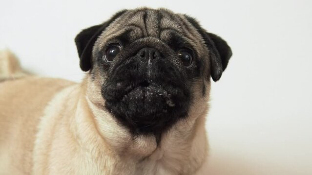 Close up portrait of cute pug dog emotional looks up at the camera and barks at home. Pet defends its personal boundaries or requires something