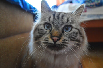 Close-up of blue eyed tabby cat