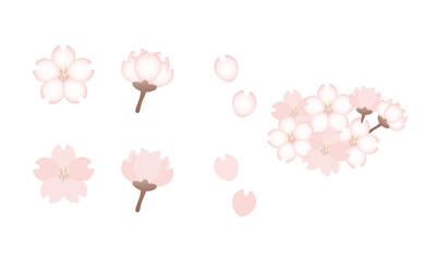 Obraz premium 桜 パーツ