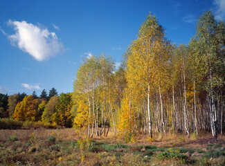 Autumn forest, Park Krajobrazowy Wzniesien Lodzkich, Poland - obrazy, fototapety, plakaty