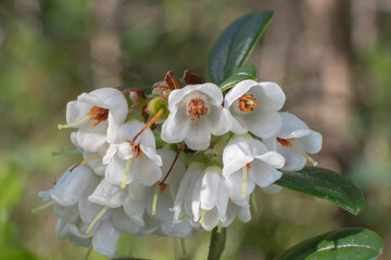 Small cranberry of the northern wild planet, Vaccinium vitis-idaea, blooming in spring in...
