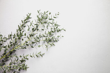 Eucalyptus green leaves and branch floral decoration on grey concrete background