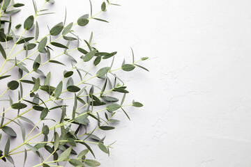 Eucalyptus green leaves and branch floral decoration on grey concrete background