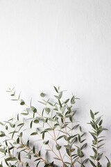 Eucalyptus green leaves and branch floral decoration on grey concrete background