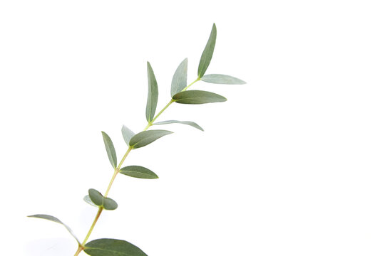Eucalyptus green leaves and branch floral decoration isolated on white