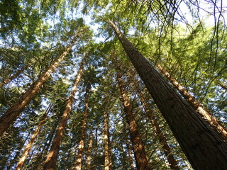 Fototapeta premium trees in the forest