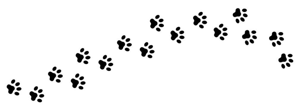 Paw prints of a cat or dog. A line of footprints. Vector template. Illustration isolated on white background.