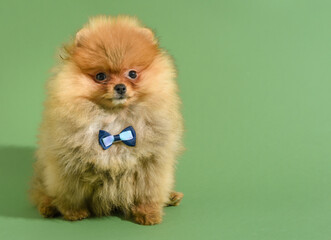 Cute confused pomeranian puppy with green background with bowtie