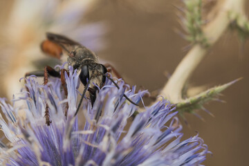 bee on a flower